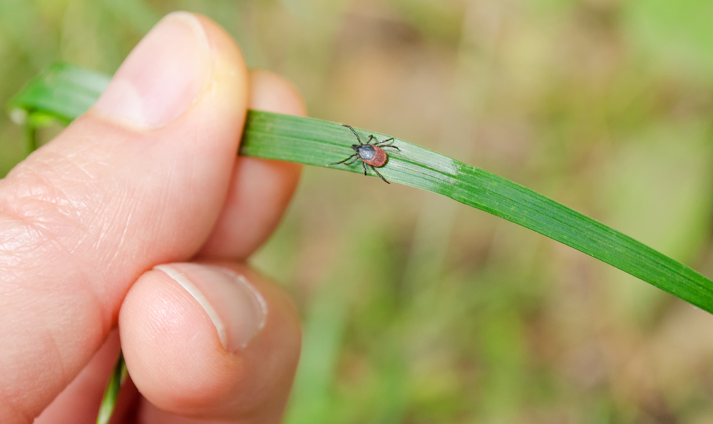 A Lyme tick on a blade of grass