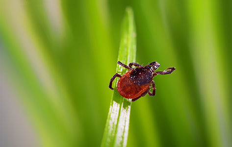 adult tick (Ixodes scapularis) on grass