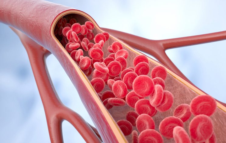 red blood cells inside an artery, vein. Healthy arterial cross-section blood flow. 